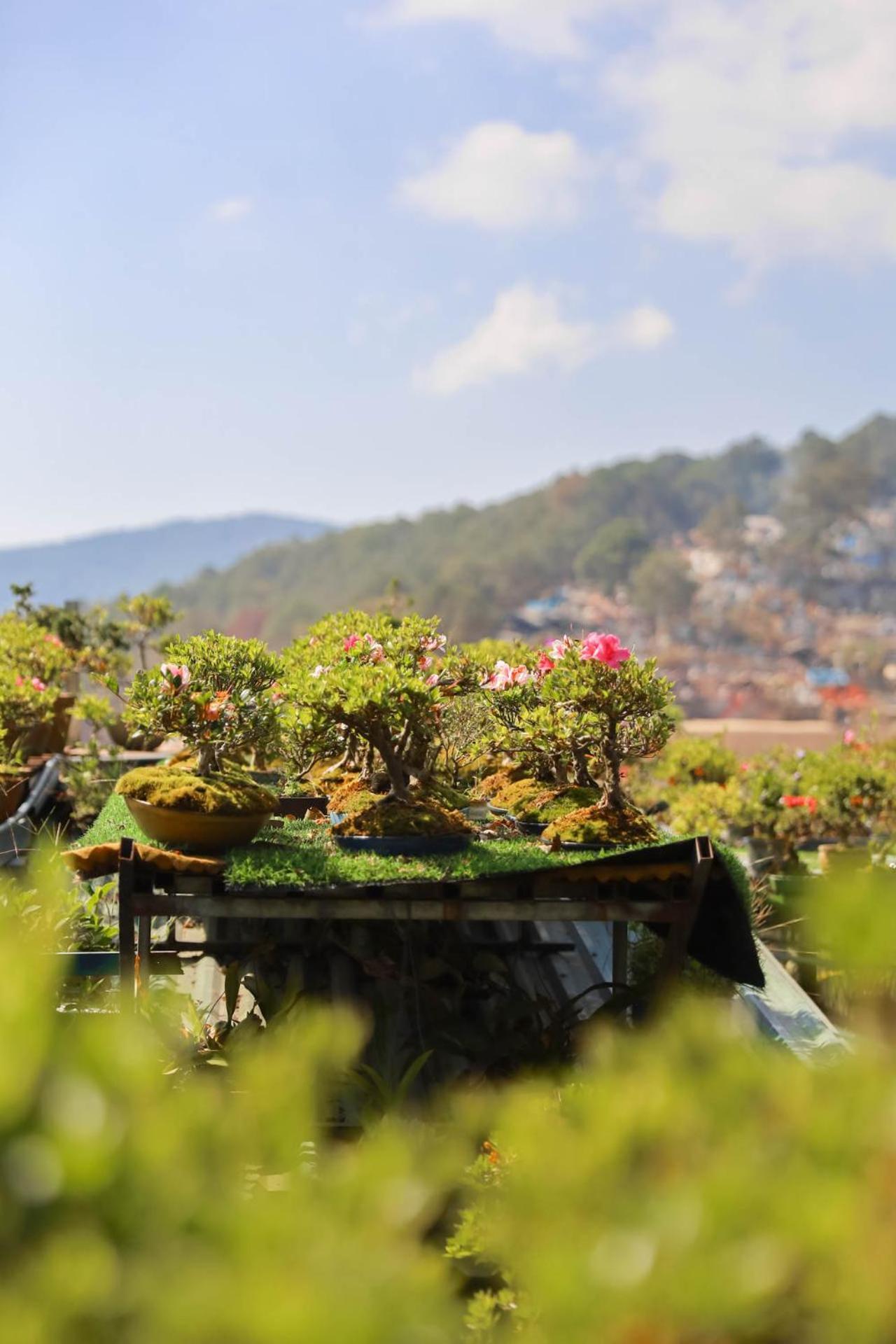 Ziczac Homestay Da Lat Buitenkant foto